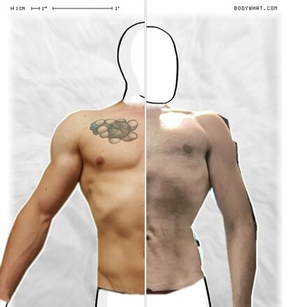 Torso Comparison