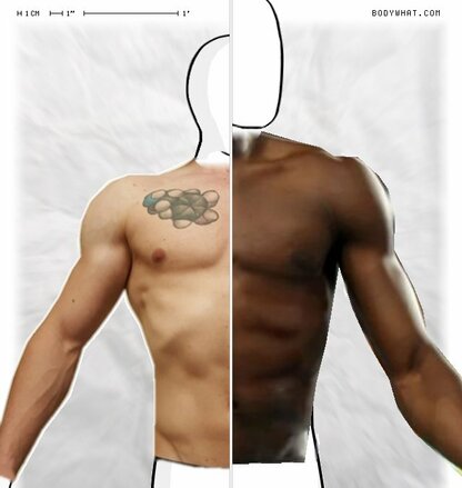 Torso Comparison