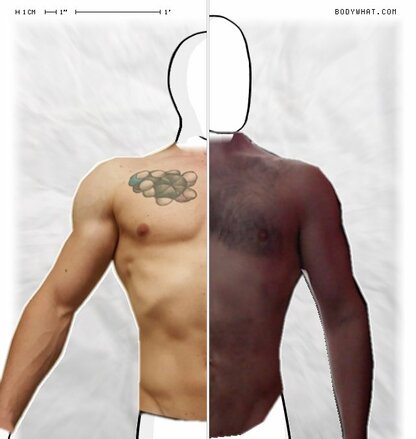 Torso Comparison
