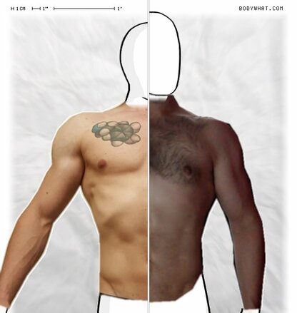 Torso Comparison
