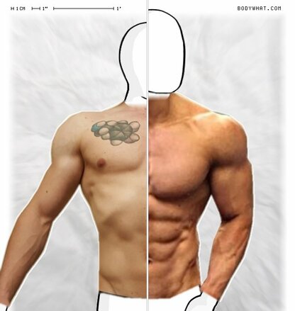 Torso Comparison