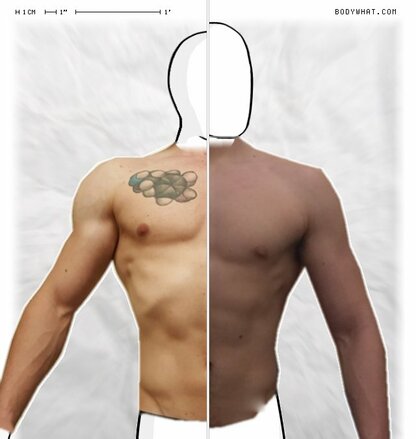 Torso Comparison