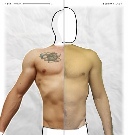 Torso Comparison