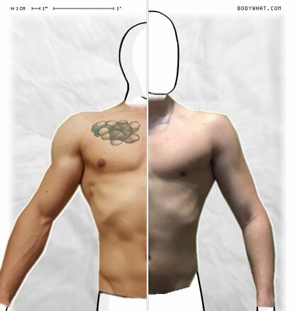 Torso Comparison