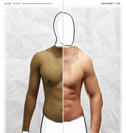 Torso Comparison