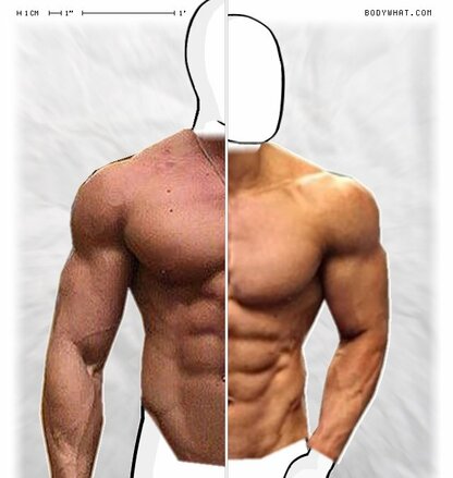 Torso Comparison