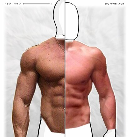 Torso Comparison