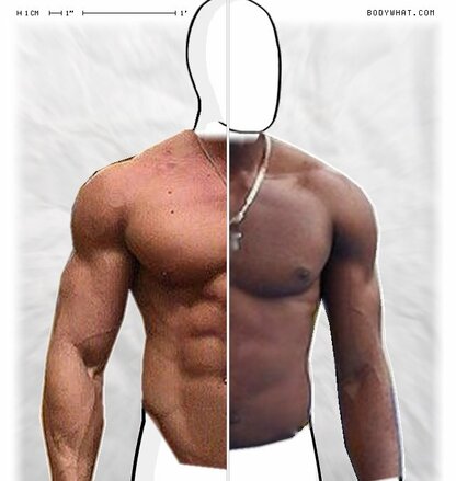 Torso Comparison