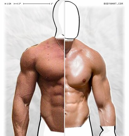 Torso Comparison