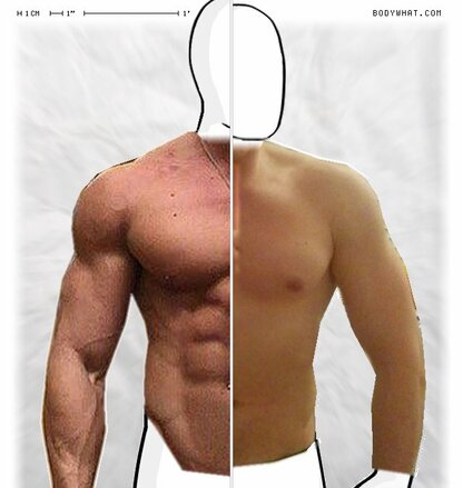 Torso Comparison