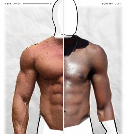 Torso Comparison