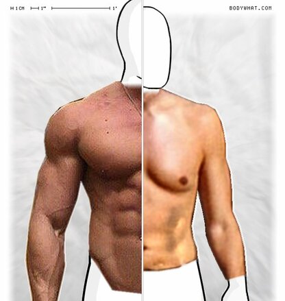 Torso Comparison