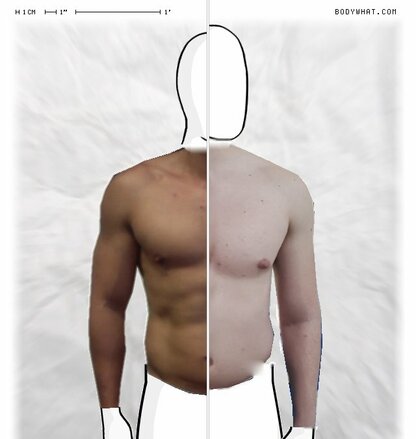 Torso Comparison