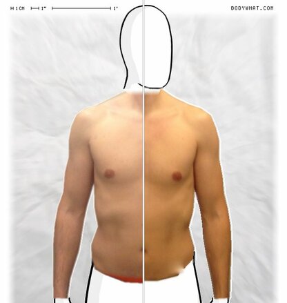 Torso Comparison