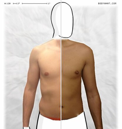 Torso Comparison