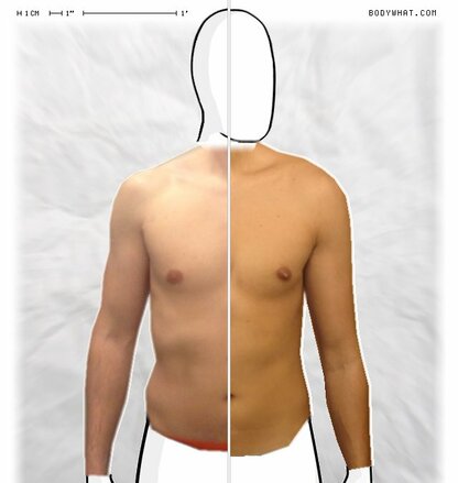 Torso Comparison