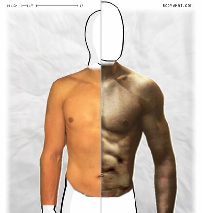 Torso Comparison