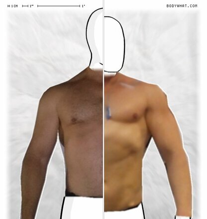 Torso Comparison