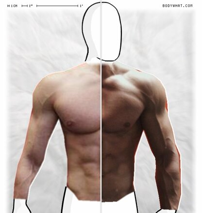 Torso Comparison