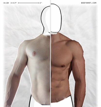 Torso Comparison