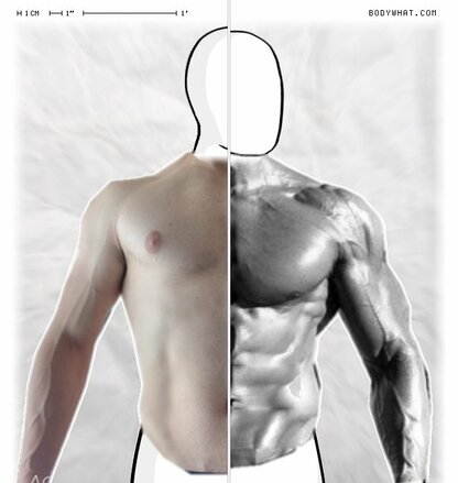 Torso Comparison