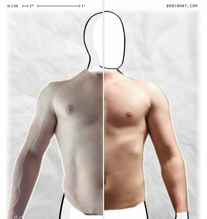 Torso Comparison