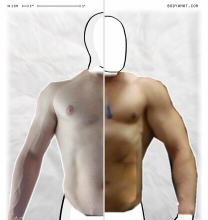 Torso Comparison