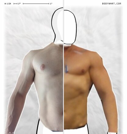 Torso Comparison