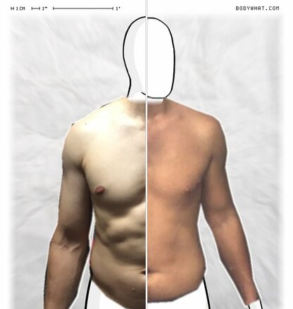 Torso Comparison