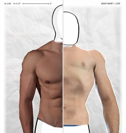 Torso Comparison