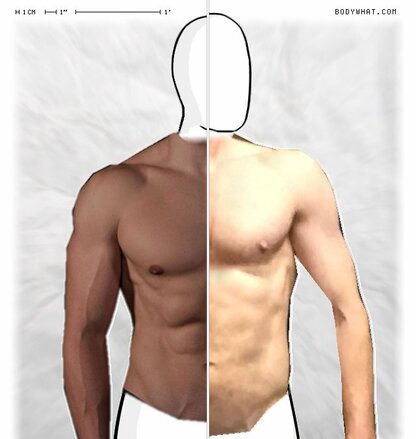 Torso Comparison