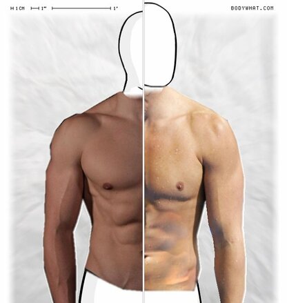 Torso Comparison