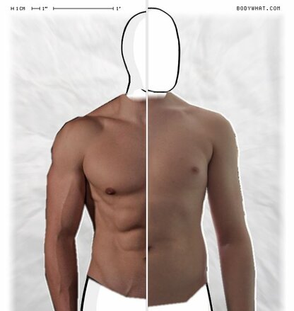 Torso Comparison