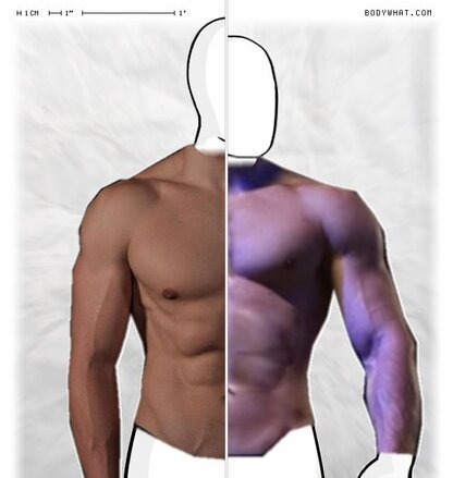 Torso Comparison