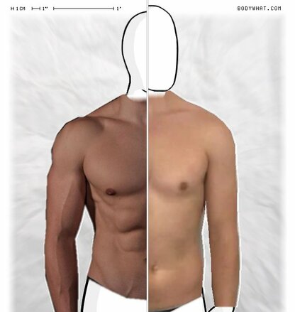 Torso Comparison