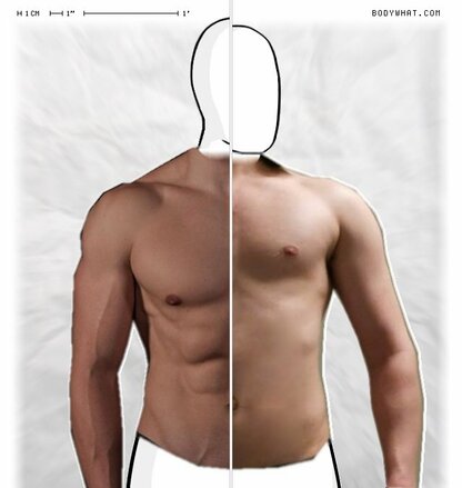 Torso Comparison