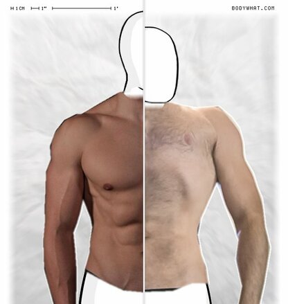Torso Comparison