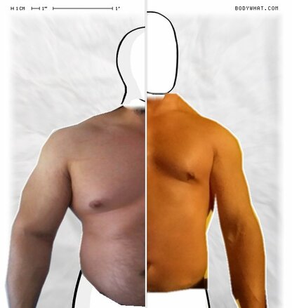 Torso Comparison