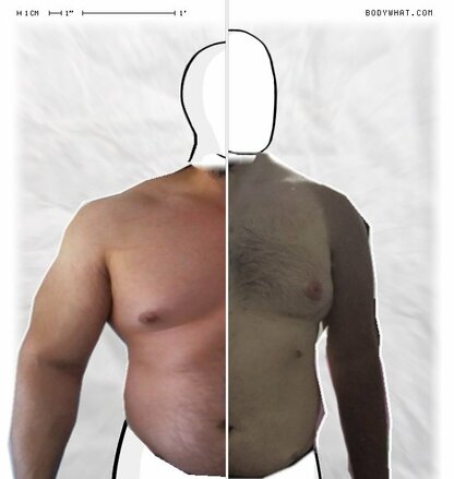 Torso Comparison