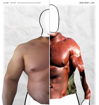 Torso Comparison