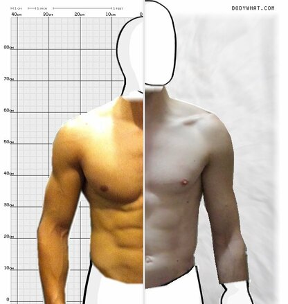 Torso Comparison