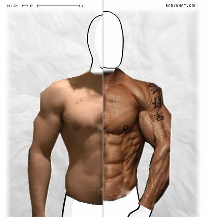 Torso Comparison