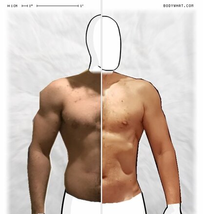 Torso Comparison