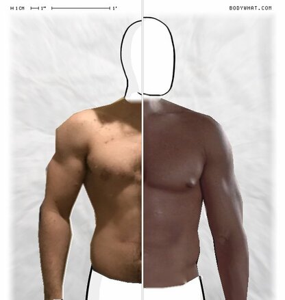 Torso Comparison