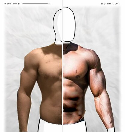 Torso Comparison