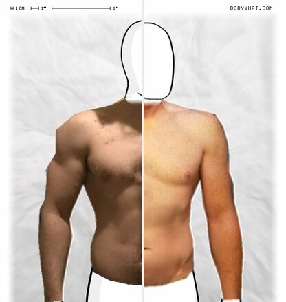 Torso Comparison