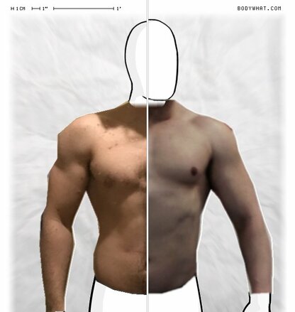 Torso Comparison