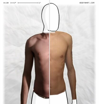 Torso Comparison