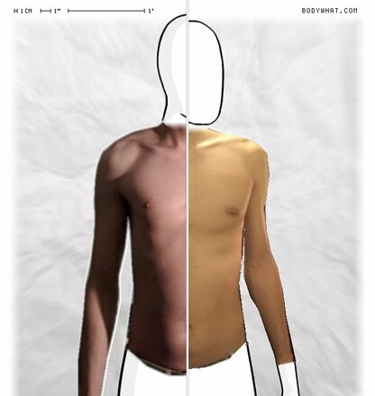 Torso Comparison