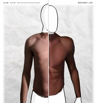 Torso Comparison